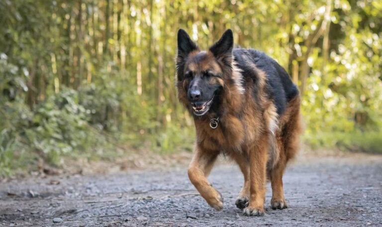 Schäferhunde-Horror: Frau wollte eigenen Hund schützen