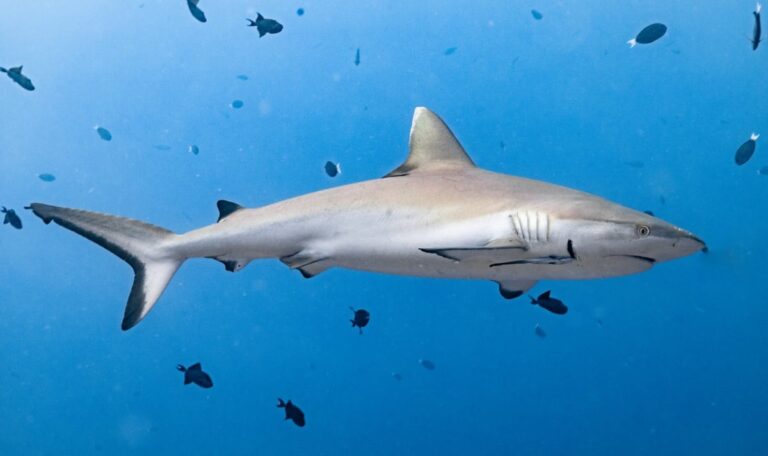 Meeresmonster vor Mallorca: 5-Meter-Hai taucht plötzlich auf