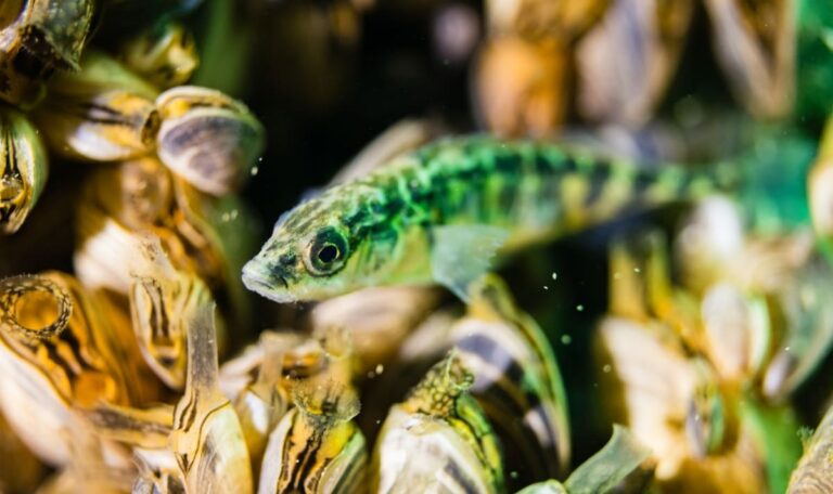 Ausgestorben, aber nicht vergessen: Wie das Haus des Meeres Fische rettet