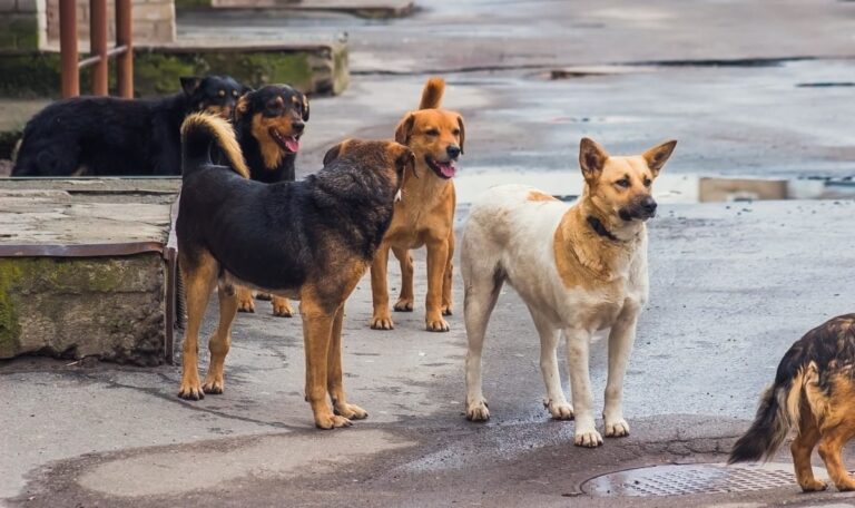 Was passiert mit Millionen Hunden? Laut Türkei 99 Prozent aller Straßenhunde „weg“