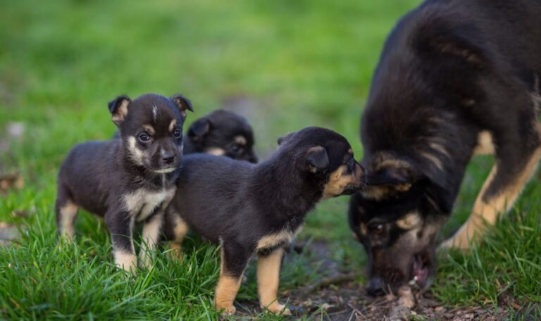 Tiermafia unter Druck: EU zieht endlich die Notbremse!