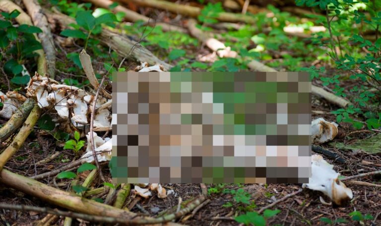 Skelett jahrelang im Wald – Verdächtiger jetzt gefasst: was wirklich geschah