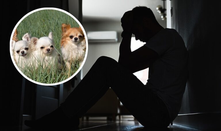 Mit 60 Chihuahuas eingesperrt: Frau quält Ehemann nach Hochzeit monatelang