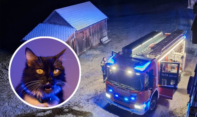 Miauen um 3 Uhr früh: Katzen schlagen Alarm und retten Ehepaar vor Flammentod