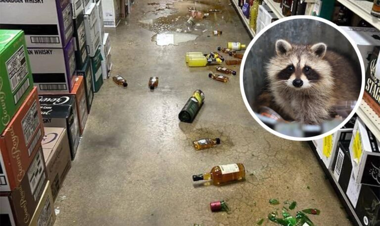 Nach Randale im Schnapsladen: Betrunkener Waschbär schläft im Klo ein (FOTO)