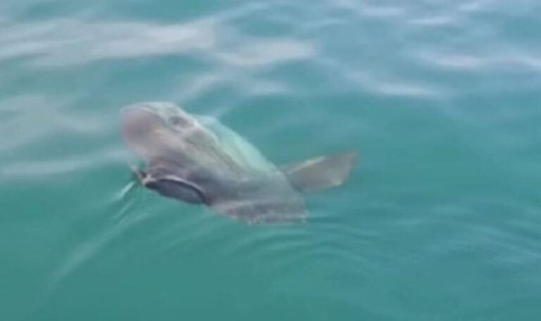 Schock in der Adria: Monsterfisch von mehr als zwei Metern entdeckt