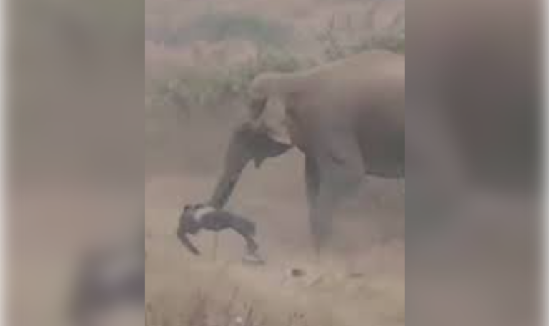 Tödliche Selfie-Jagd: Tourist von Elefant zu Tode getrampelt (VIDEO)