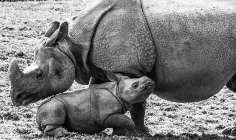 Nach verzweifelter Notoperation: Junges Nashorn verliert Überlebenskampf