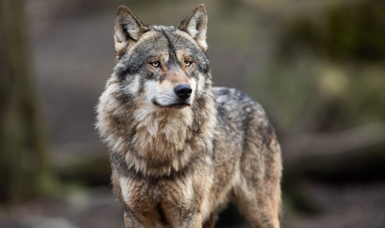Abschuss eines Wolfs in Kärnten – warum war es nötig?
