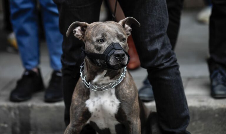 Familie behördlich bekannt: Pitbulls zerfleischen Großvater und Baby