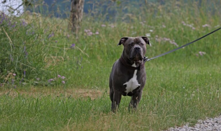 Hundeerziehung mit Faustkraft? Trainer verteidigt umstrittene Methoden