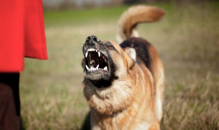 Viermal in Hundezone gebissen: Besitzer lässt blutende Frau einfach liegen