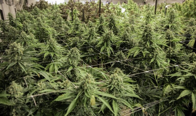 Drei Balkaner nach Fund von Cannabis-Fabrik in Floridsdorf festgenommen