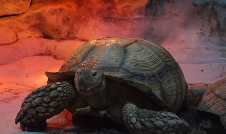 Brandheiße Schildkröte: Panzerheld setzt Keller in Flammen!