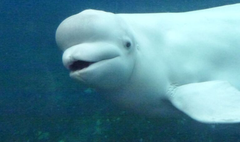 Belugawal zeigt Zigarettenraucher, wer im Wasser das Sagen hat – (VIDEO)