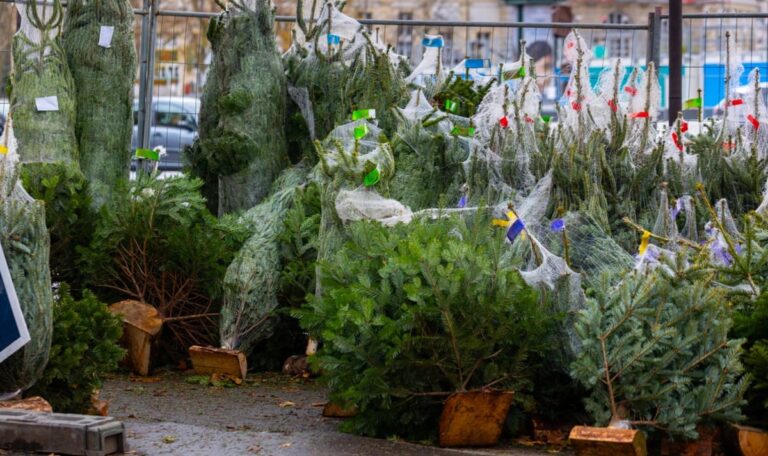 Weihnachtsdämpfer: Tannenpreise explodieren