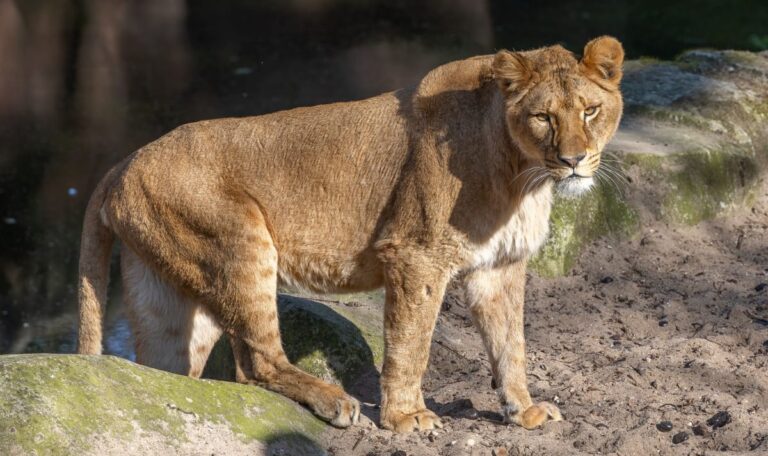 Albtraum im Zoo: Mann klettert in Löwenkäfig – Eindringling tot (VIDEO)