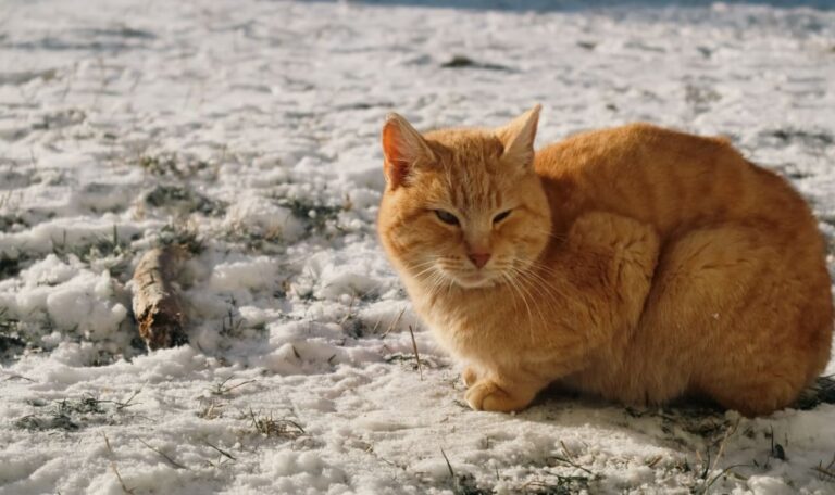 Todeskälte am Berg: Dramatische Rettung von ausgesetzten Katzen