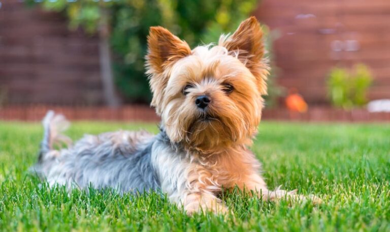 Horror-Spaziergang: Riesen-Hunde töten Yorkies vor Augen der Besitzerin