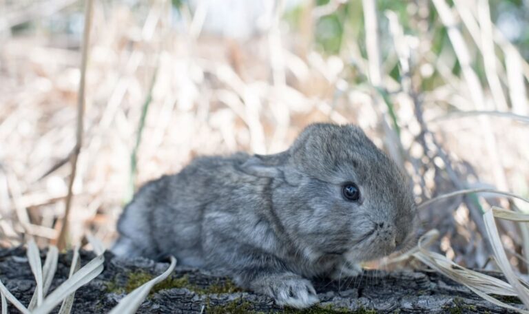Tierquälerei-Skandal erschüttert Social Media: Influencerin droht Haftstrafe