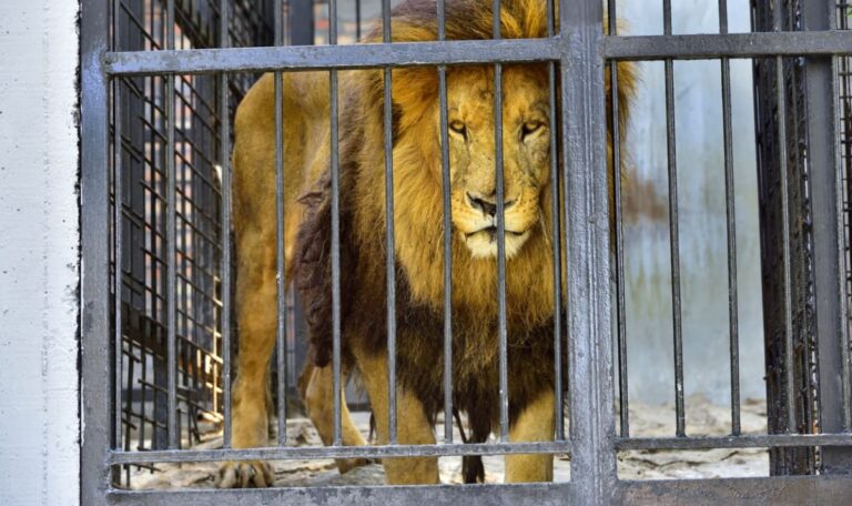 Wildtierkriminalität im Westbalkan: Löwe & Bär in Albanien entdeckt