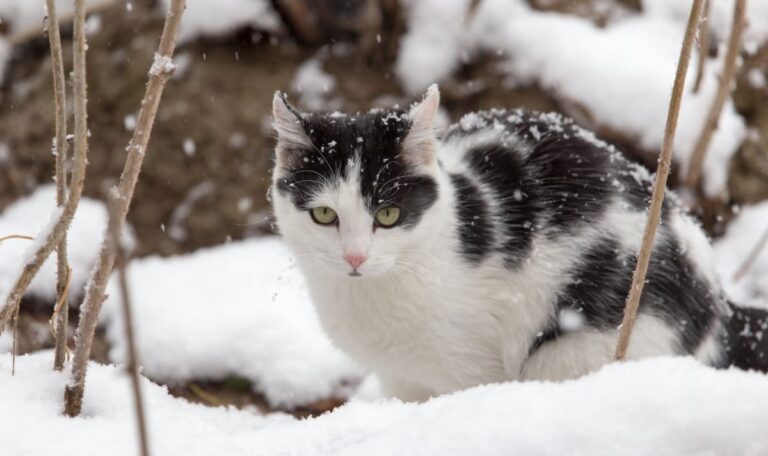 Skifahrer entdecken Katzen: Weiterer Vierbeiner noch im Schnee gefunden