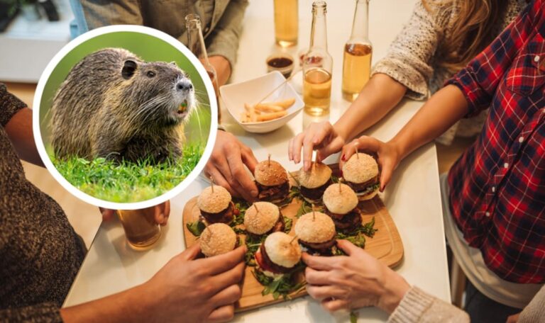Biberratten-Burger bei unseren Nachbarn? – Tierschützer schlagen Alarm