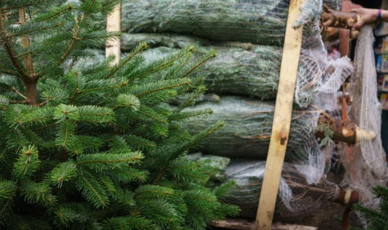 Christbaumsaison startet: Tipps für sicheren Transport und längere Frische