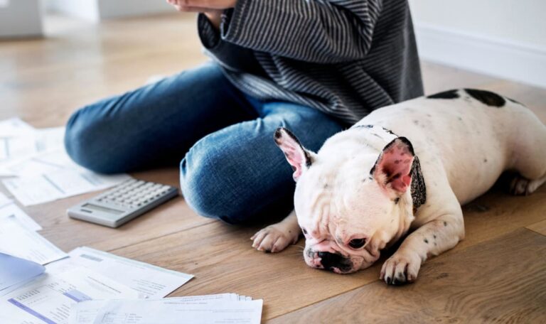 Hundesteuer verdoppelt! So viel kassiert Wien ab 2026