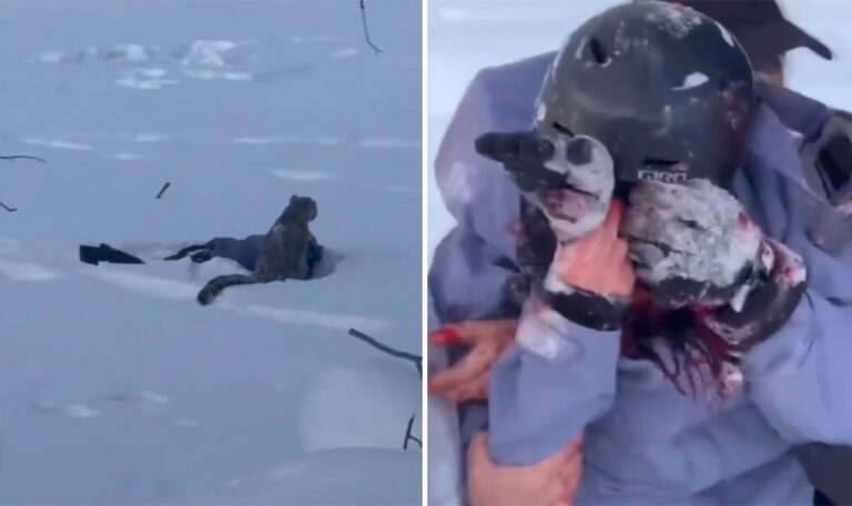 Skifahrerin wollte Foto mit wildem Schneeleoparden machen – und wird attackiert (VIDEO)