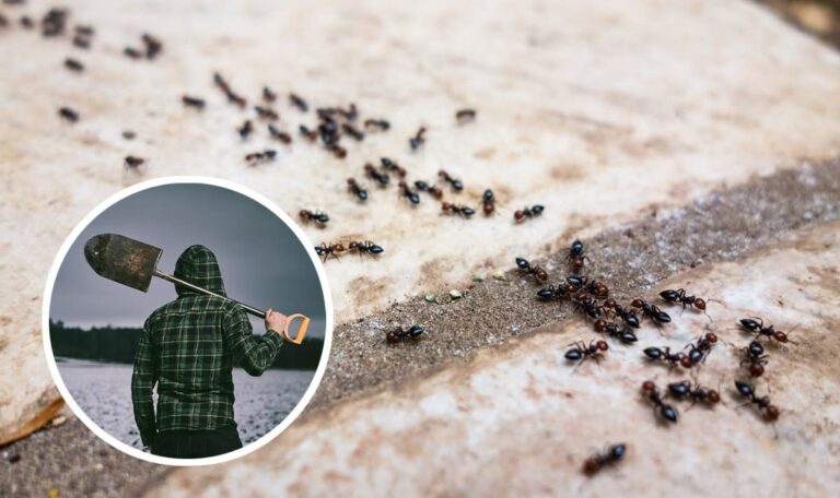 Wegen Ameisenstraße: Grazer erschlägt Nachbarin mit Spaten