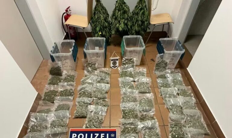 Steirer (56) betrieb Cannabis-Imperium: 100 Pflanzen in Geheimzimmern