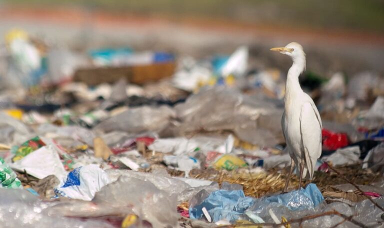 Gift im Alltag: Forscher vergleichen Plastik mit Raucherlunge