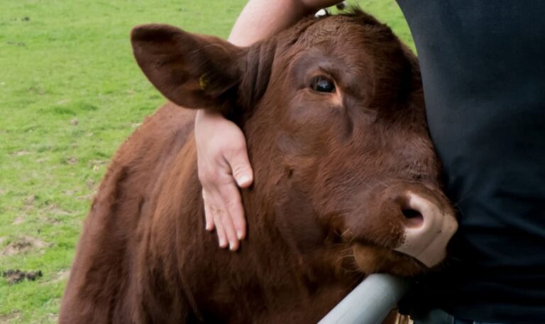 Vogelgrippe-Alarm: Kuh infiziert – Milch in Gefahr?