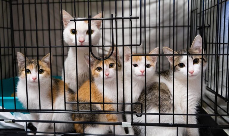 Nach Weihnachten ausgedient: 33 Tiere an einem Tag abgeschoben