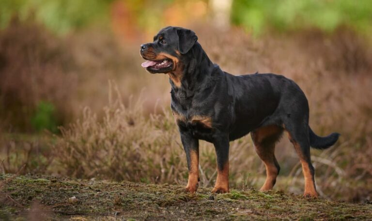 Rottweiler stürzt sich auf Baby – Schwangere flieht in Panik