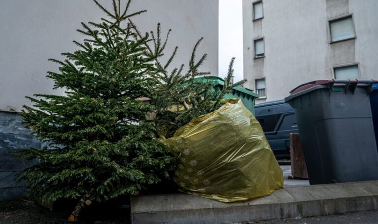 Tannenbaum-Chaos: Diese Entsorgungsfehler kosten Sie richtig Geld!