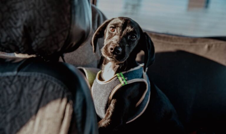 Hund bei Hitze im Auto: Richterschock nach Polizeieinsatz