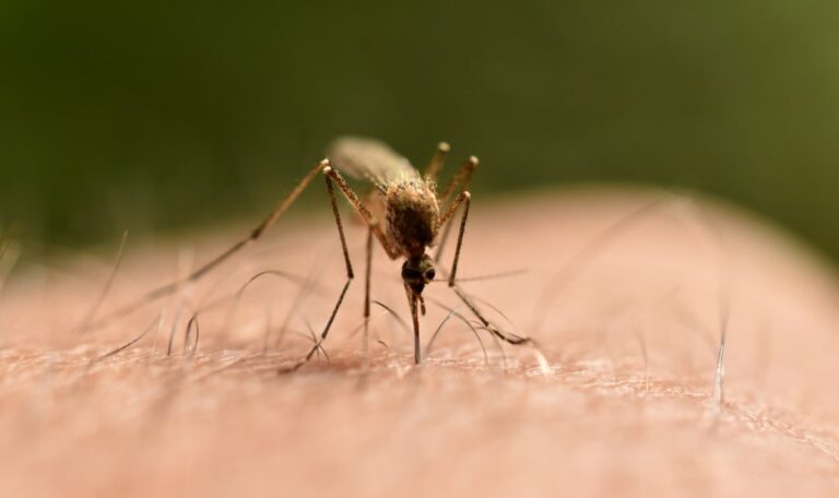 Gefährliches Fieber breitet sich aus: Rekord-Alarm bei West-Nil-Virus