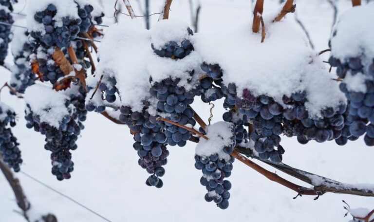 Minus 9 Grad: Kroatiens flüssiges Gold kehrt nach Jahren zurück