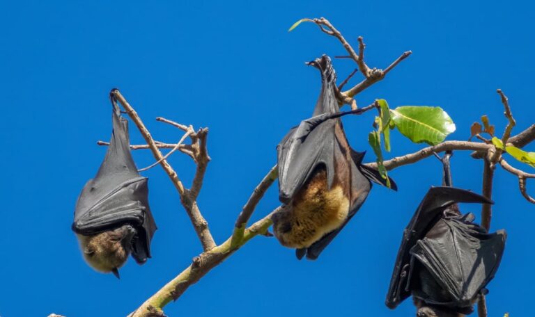 Tödliches Nipah-Virus: Experte warnt vor nächster Pandemie