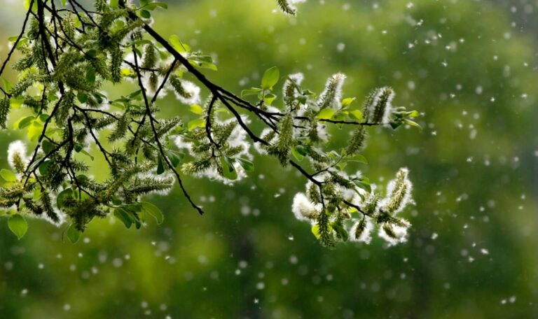 Pollen-Alarm: Nach Rekordtief droht jetzt die allergische Hölle