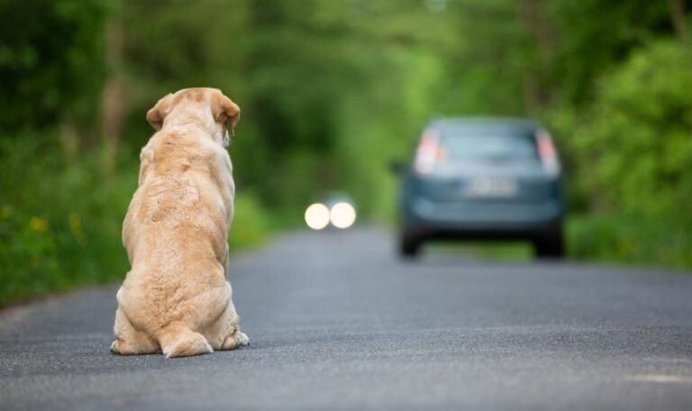 Hunde-Drama in Belgrad: „Wollte nur helfen“ – Wienerin spricht