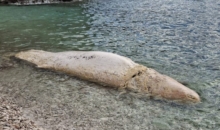 Rätsel um 6-Meter-Kadaver: Mysteriöser Fund an kroatischem Strand (VIDEO)