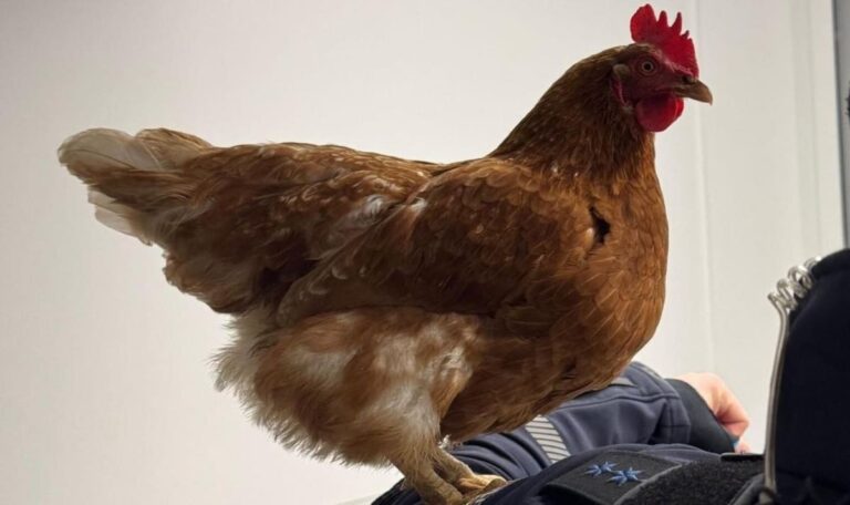 Huhn „Henrietta“ im Fundbüro am Hauptbahnhof abgegeben