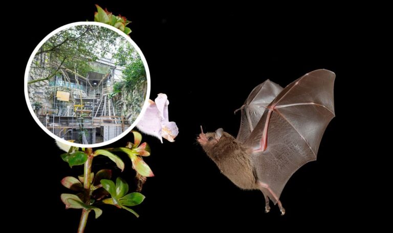 Zoo Schönbrunn baut Riesenanlage für Fledermäuse