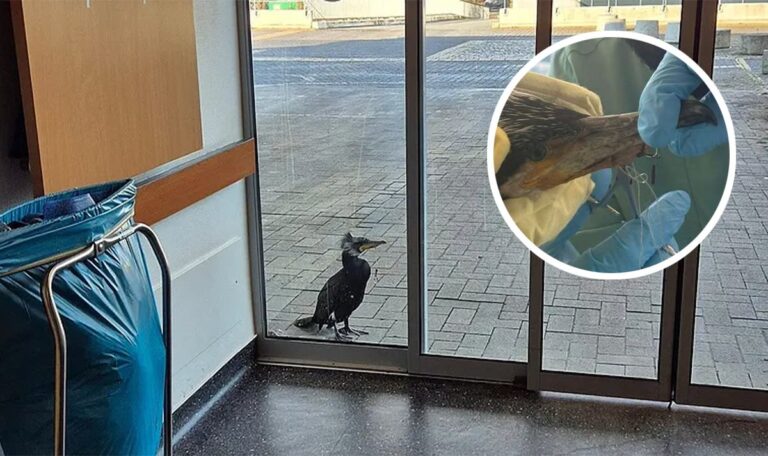 Verletzter Vogel klopfte bei Notaufnahme an (FOTOS)