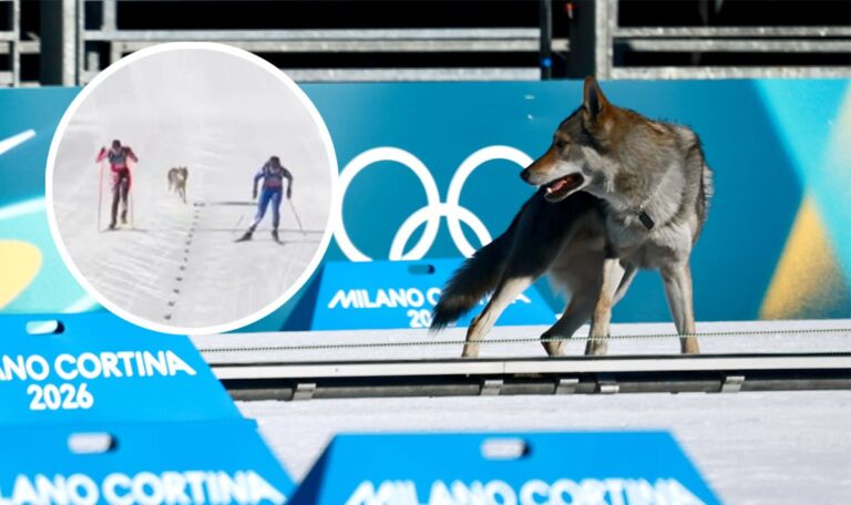 „Dachte, es sei ein Wolf“: Hund verfolgt kroatische Langläuferin ins Ziel (VIDEO)