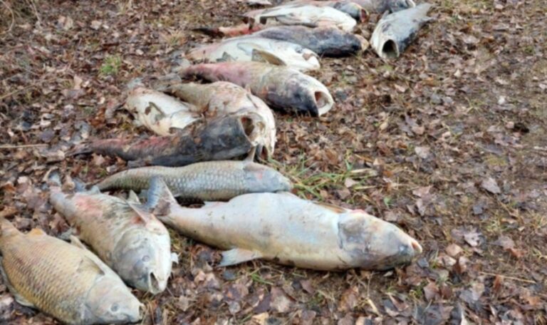 Frost und Wassermangel: Tödliche Falle für Hunderte Donau-Fische