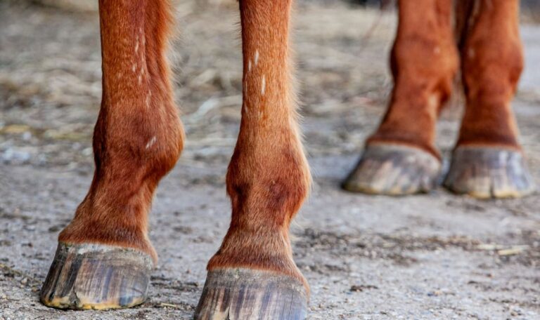 Bub (7) stirbt nach Unfall mit Pferd – Vater schwer verletzt